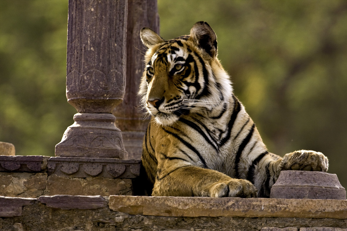 Ranthambore